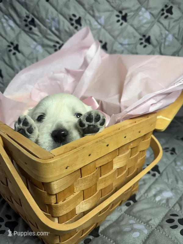 Miss Pink – Golden Retriever puppy for sale in Grand Island, NE