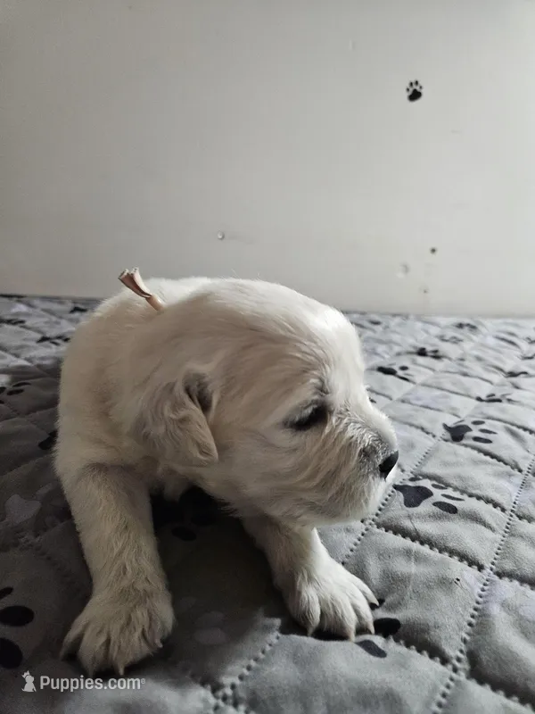 Pink girl – English Cream Golden Retriever puppy for sale in Grand Island, NE