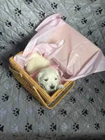 Miss Pink, a female Golden Retriever for sale in Grand Island, NE – Photo 4 of 9