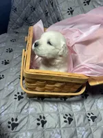 Miss Pink, a female Golden Retriever for sale in Grand Island, NE – Photo 3 of 9