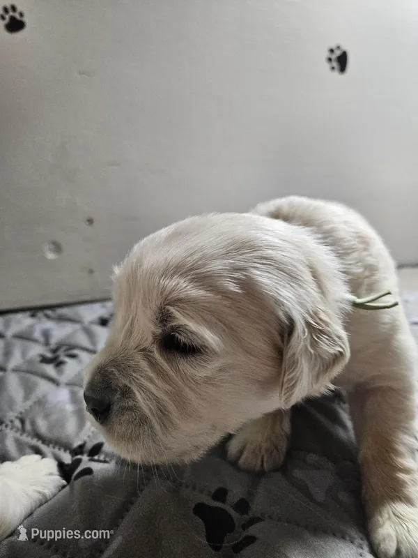 Green girl – English Cream Golden Retriever puppy for sale in Grand Island, NE