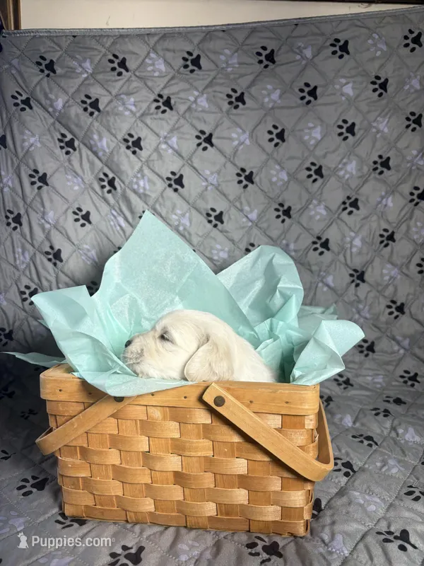 Miss Green – Golden Retriever puppy for sale in Grand Island, NE