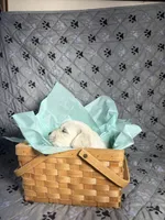 Miss Green, a female Golden Retriever for sale in Grand Island, NE – Photo 1 of 7