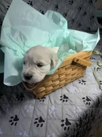 Miss Green, a female Golden Retriever for sale in Grand Island, NE – Photo 2 of 7