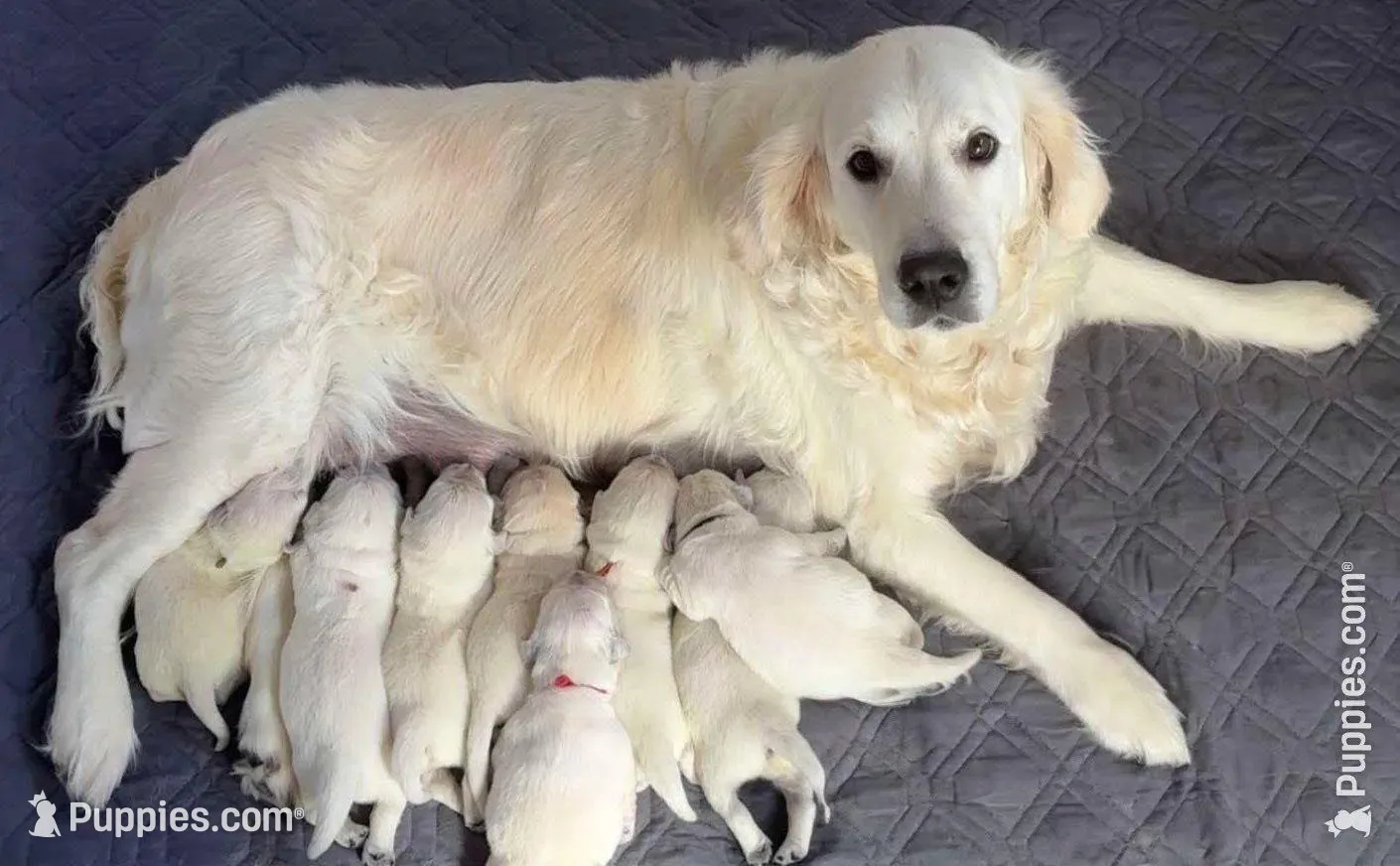Miss Green, a female Golden Retriever for sale in Grand Island, NE – Photo 3 of 7