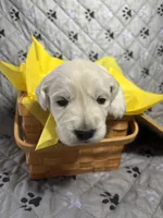 Mr Yellow, a male Golden Retriever for sale in Grand Island, NE – Photo 3 of 9