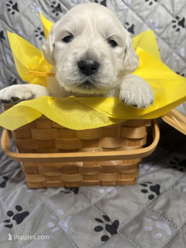 Mr Yellow – Golden Retriever puppy for sale in Grand Island, NE