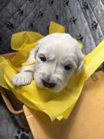 Mr Yellow, a male Golden Retriever for sale in Grand Island, NE – Photo 2 of 9