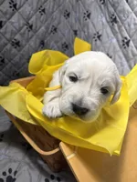 Mr Yellow, a male Golden Retriever for sale in Grand Island, NE – Photo 4 of 9