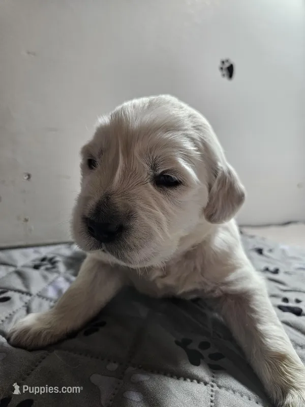 Yellow boy – English Cream Golden Retriever puppy for sale in Grand Island, NE