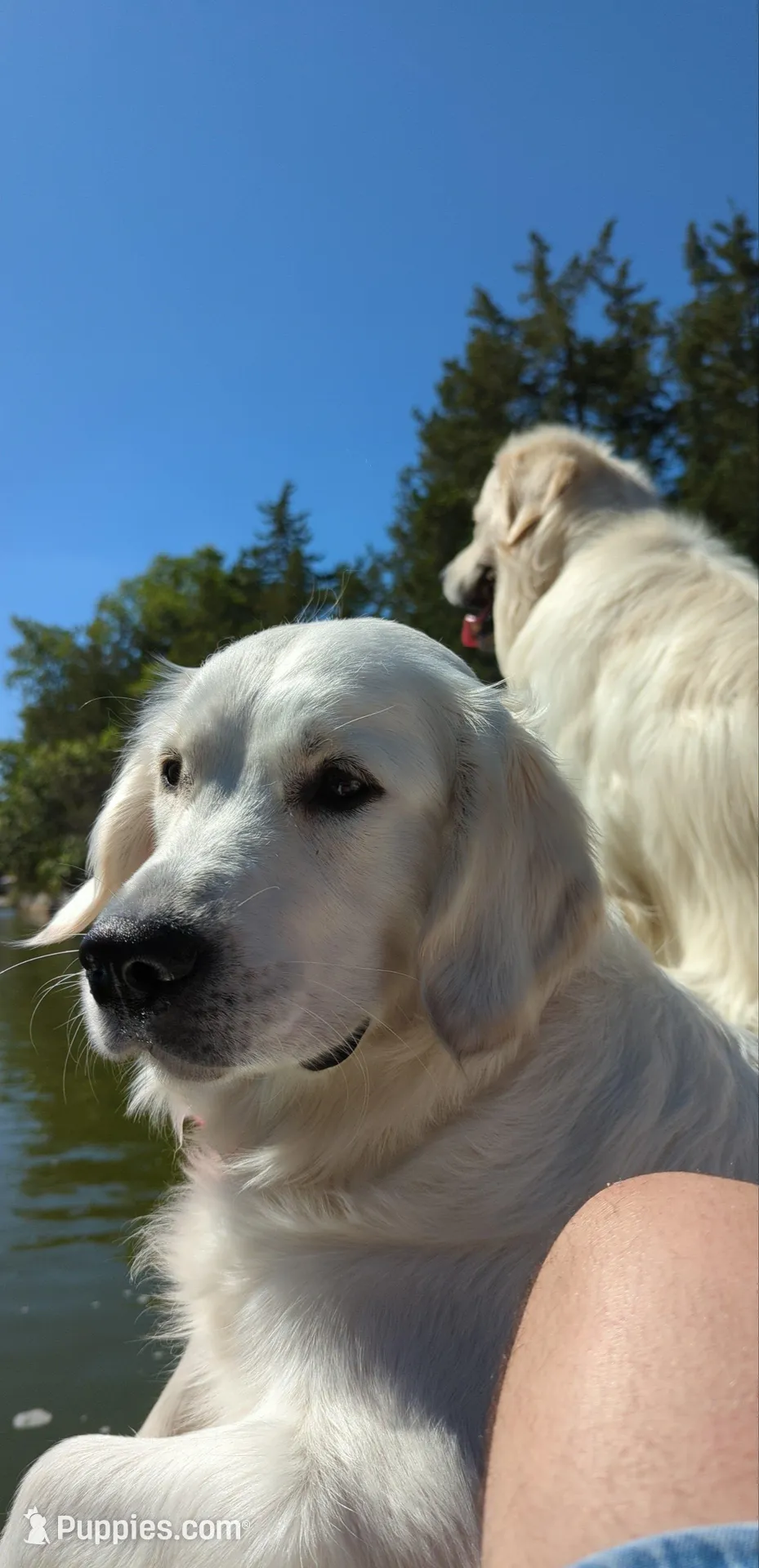 Mr Yellow, a male Golden Retriever for sale in Grand Island, NE – Photo 7 of 9