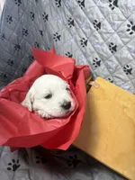 Mr Red, a male Golden Retriever for sale in Grand Island, NE – Photo 2 of 9