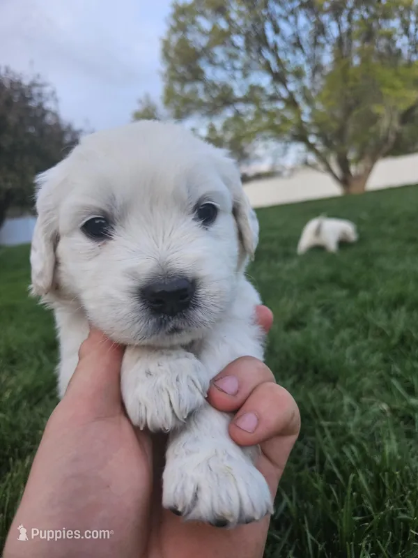Mr Red – Golden Retriever puppy for sale in Grand Island, NE
