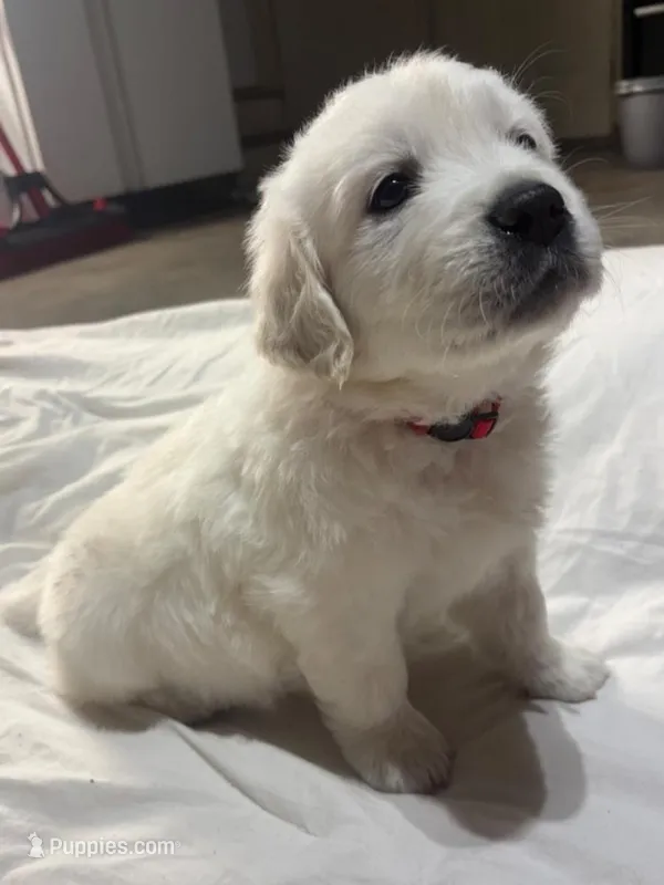 Mr Red – Golden Retriever puppy for sale in Grand Island, NE