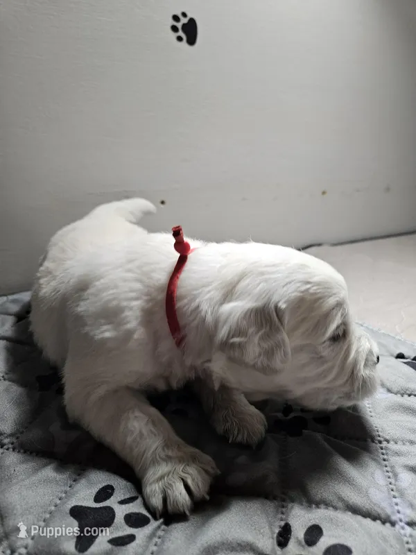 Red boy – English Cream Golden Retriever puppy for sale in Grand Island, NE