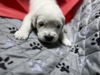 Mr Red, a male Golden Retriever for sale in Grand Island, NE – Photo 1 of 9