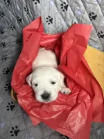 Mr Red, a male Golden Retriever for sale in Grand Island, NE – Photo 3 of 9