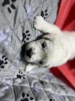 Mr Red, a male Golden Retriever for sale in Grand Island, NE – Photo 4 of 9