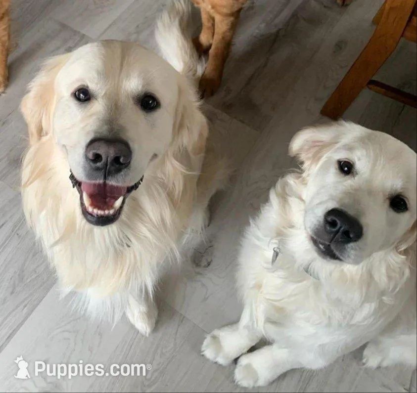 Mr Orange, a male Golden Retriever for sale in Grand Island, NE – Photo 10 of 10