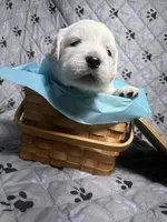 Mr Blue, a male Golden Retriever for sale in Grand Island, NE – Photo 4 of 9