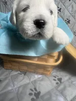 Mr Blue, a male Golden Retriever for sale in Grand Island, NE – Photo 2 of 9