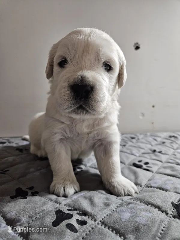 Blue boy – English Cream Golden Retriever puppy for sale in Grand Island, NE