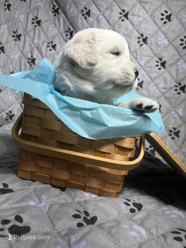 Mr Blue – Golden Retriever puppy for sale in Grand Island, NE