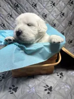 Mr Blue, a male Golden Retriever for sale in Grand Island, NE – Photo 3 of 9