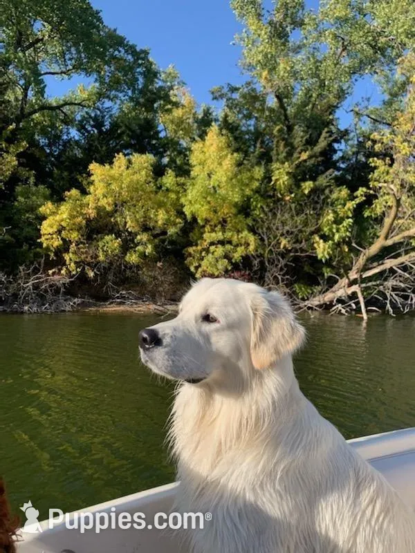 Mr Blue, a male Golden Retriever for sale in Grand Island, NE – Photo 7 of 9