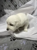 Mr White, a male Golden Retriever for sale in Grand Island, NE – Photo 2 of 7