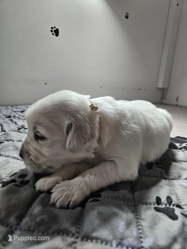 White boy  – English Cream Golden Retriever puppy for sale in Grand Island, NE