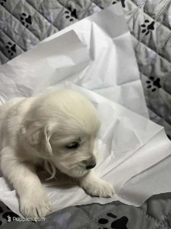 Mr White – Golden Retriever puppy for sale in Grand Island, NE