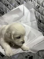 Mr White, a male Golden Retriever for sale in Grand Island, NE – Photo 1 of 7