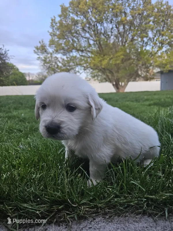 Mr White – Golden Retriever puppy for sale in Grand Island, NE