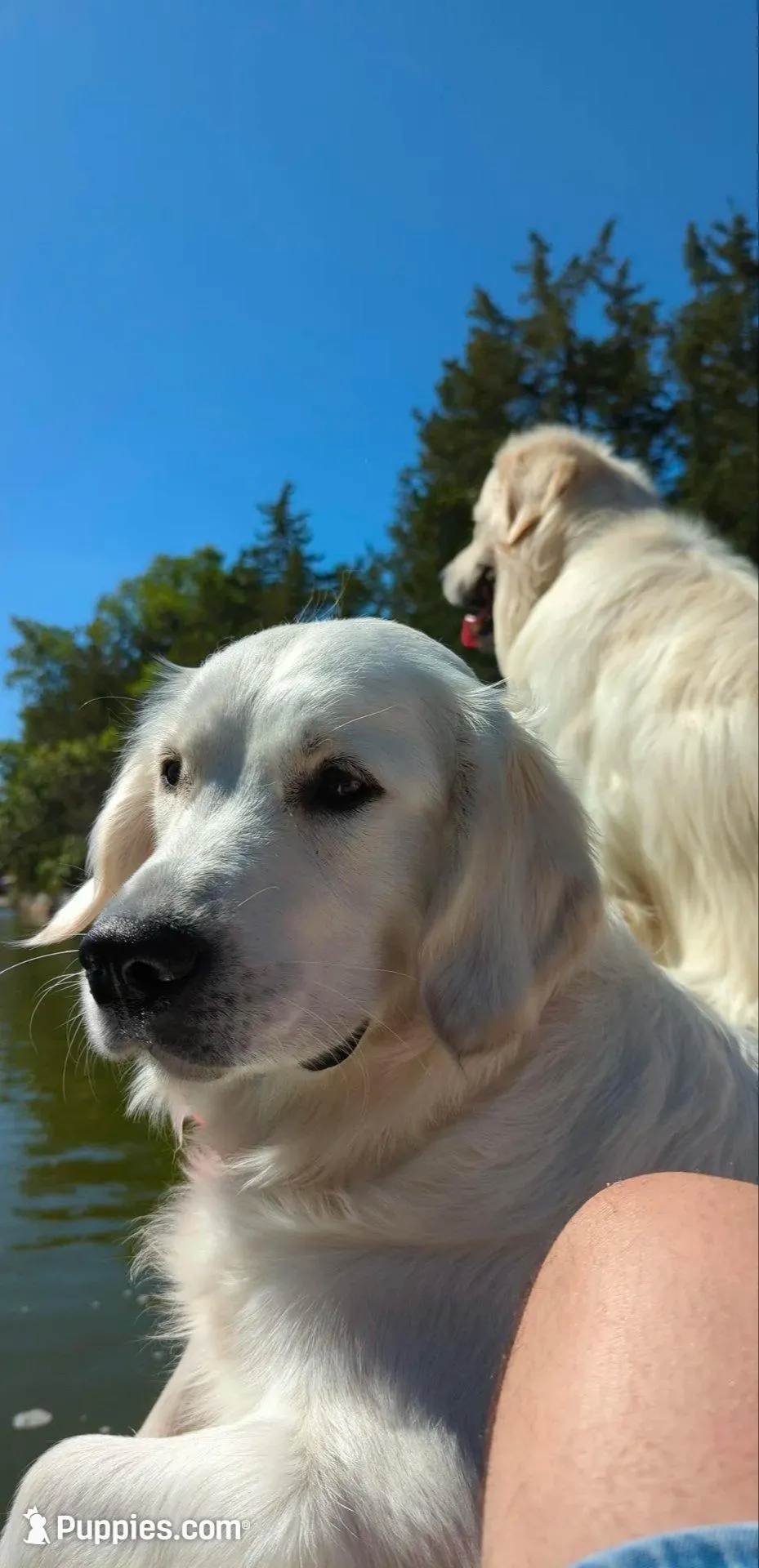 Mr White, a male Golden Retriever for sale in Grand Island, NE – Photo 5 of 7