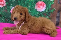 Rosy, a female Miniature Goldendoodle for sale in Grabill, IN – Photo 2 of 4