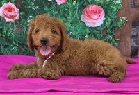 Rosy, a female Miniature Goldendoodle for sale in Grabill, IN – Photo 3 of 4