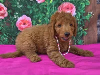 Rosy, a female Miniature Goldendoodle for sale in Grabill, IN – Photo 1 of 4
