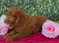 Dora, a female Miniature Goldendoodle for sale in Grabill, IN – Photo 3 of 4