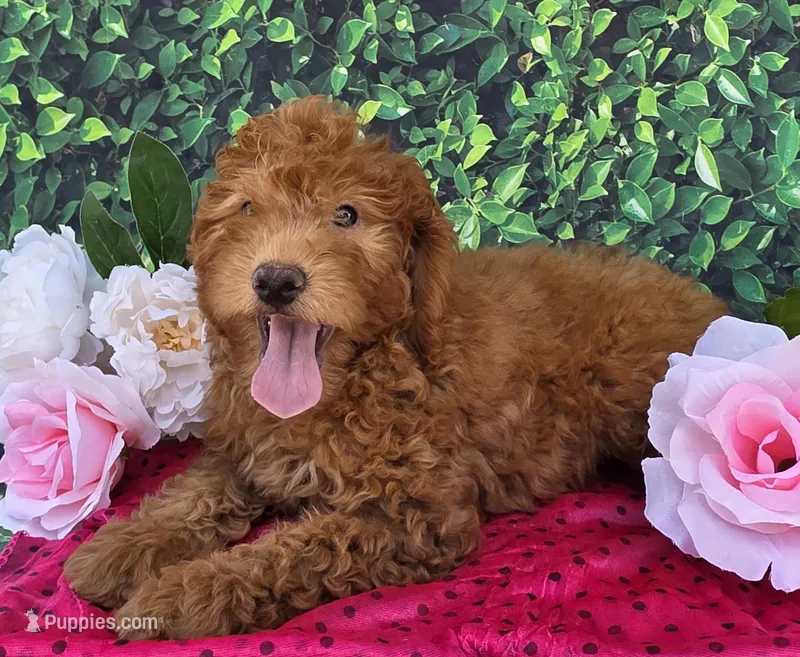Dora, a female Miniature Goldendoodle for sale in Grabill, IN – Photo 1 of 4