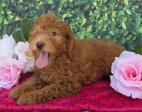 Dora, a female Miniature Goldendoodle for sale in Grabill, IN – Photo 4 of 4
