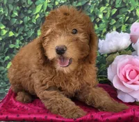 Dora, a female Miniature Goldendoodle for sale in Grabill, IN – Photo 2 of 4