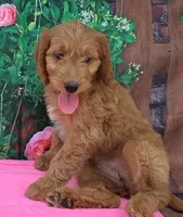 Ruby, a female Miniature Goldendoodle for sale in Grabill, IN – Photo 1 of 4