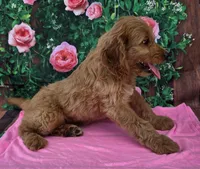 Ruby, a female Miniature Goldendoodle for sale in Grabill, IN – Photo 3 of 4