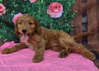 Ruby, a female Miniature Goldendoodle for sale in Grabill, IN – Photo 4 of 4