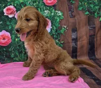Ruby, a female Miniature Goldendoodle for sale in Grabill, IN – Photo 2 of 4