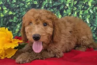 Zane, a male Miniature Goldendoodle for sale in Grabill, IN – Photo 1 of 4