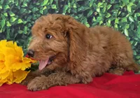 Zane, a male Miniature Goldendoodle for sale in Grabill, IN – Photo 2 of 4