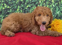 Zane, a male Miniature Goldendoodle for sale in Grabill, IN – Photo 3 of 4