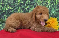 Zane, a male Miniature Goldendoodle for sale in Grabill, IN – Photo 4 of 4